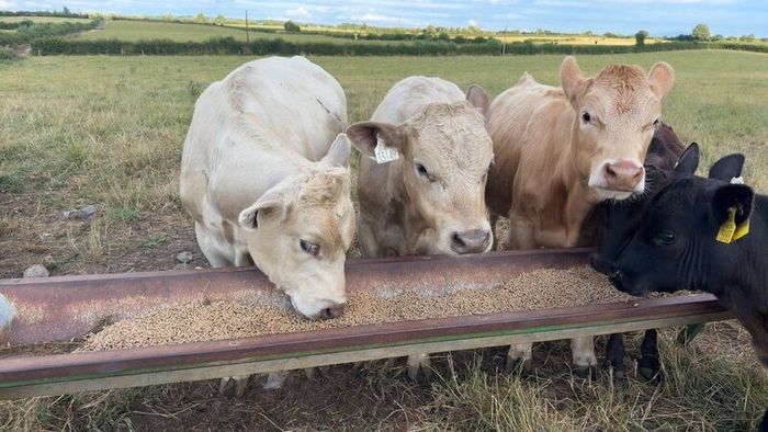 Charolais weanlings