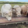 Charolais weanlings Image 2