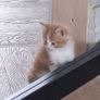 kitten Image 6