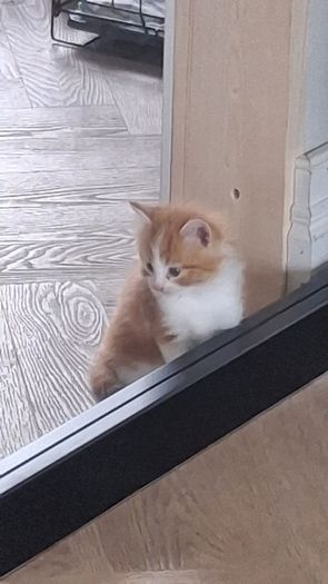kitten