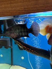 Fish