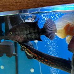 Fish