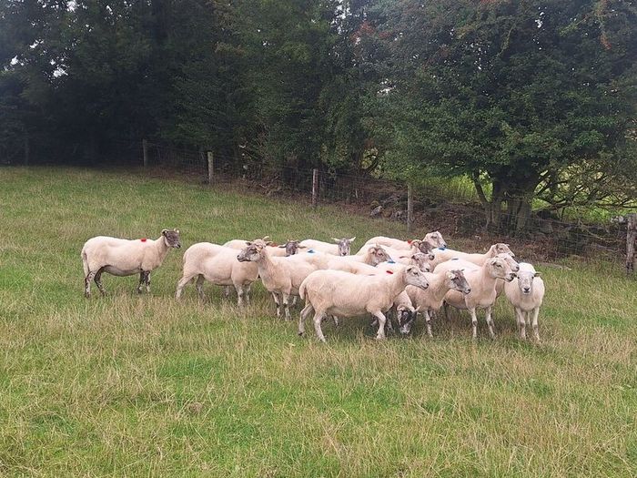 Easycare x Lanark ewes Tullow Mart today