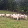 Easycare x Lanark ewes Tullow Mart today Image 3