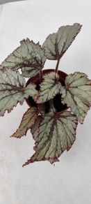 Begonia