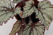 Begonia