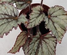 Begonia