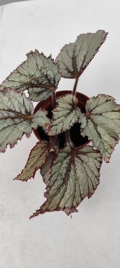 Begonia
