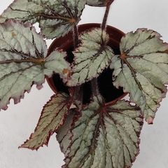 Begonia