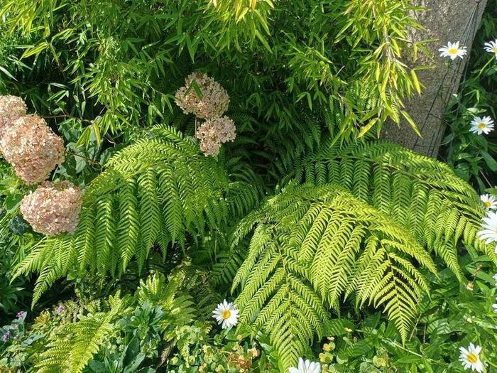 Dicksonia Antartica tree fern