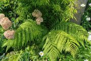 Dicksonia Antartica tree fern