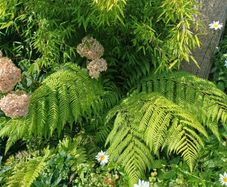 Dicksonia Antartica tree fern