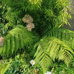 Dicksonia Antartica tree fern