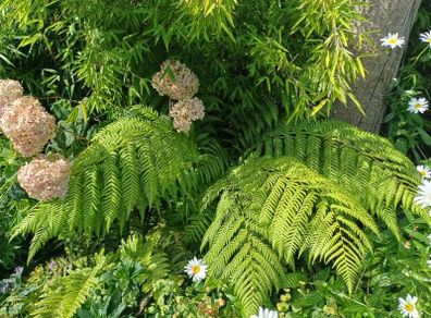 Dicksonia Antartica tree fern