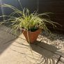 Evergreen plant Image 5