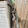 free fire wood or shed for someone Image 2