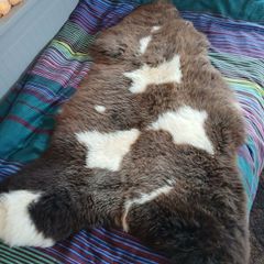 Genuine Sheepskin