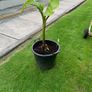 Bananas Plants Image 5
