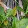 Greenhouse Image 2
