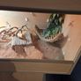 Bearded Dragon & Enclosure Adoption Image 2