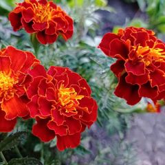 (M) French Marigold Durango seeds (20s) (415779)
