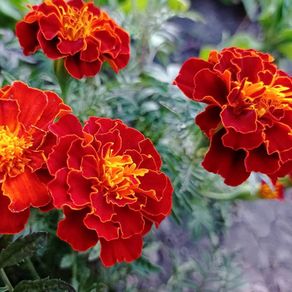 (M) French Marigold Durango seeds (20s) (415779)