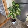 House Plant Image 3