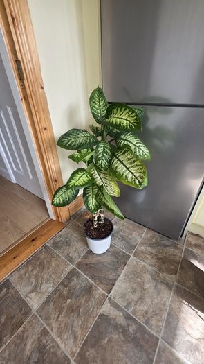 House Plant