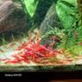 Shrimp and moss Image 2