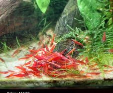 Shrimp and moss