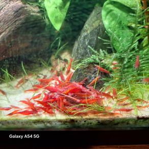 Shrimp and moss