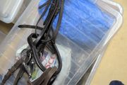 bridle