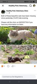 cat missing reward offered