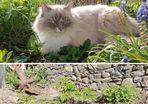 cat missing reward offered
