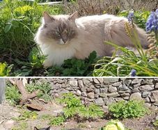 cat missing reward offered