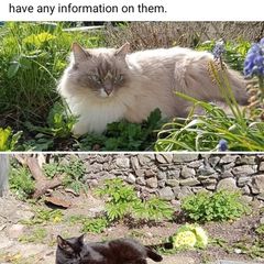 cat missing reward offered