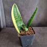 Sansevieria Image 2
