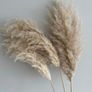 3x Fluffy Pampas Grass Image 2
