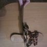 Leopard Print Flat Sandals Image 2