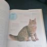 Cats: The Ultimate Cat Lover's Guide Image 8