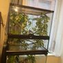 Baby Female Yemen Chameleon 3 Months Old Image 7