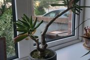 Ogre ear plant