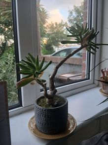 Ogre ear plant