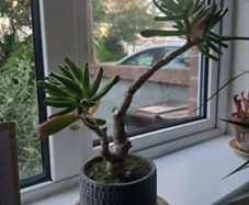Ogre ear plant