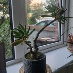 Ogre ear plant