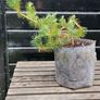 Bonsai Image 9