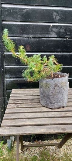 Bonsai