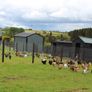 Poultry Auction: Ryan McLaren Major Reduction Sale Image 6