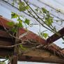Grape Vine Image 4