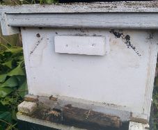 Beehive with bees in Kilkenny